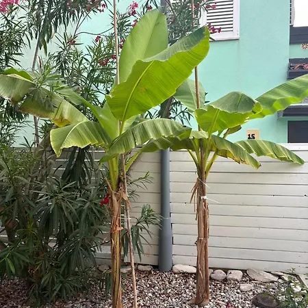 Palm Mareda